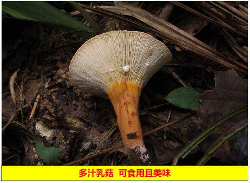多汁乳菇 可食用且美味。