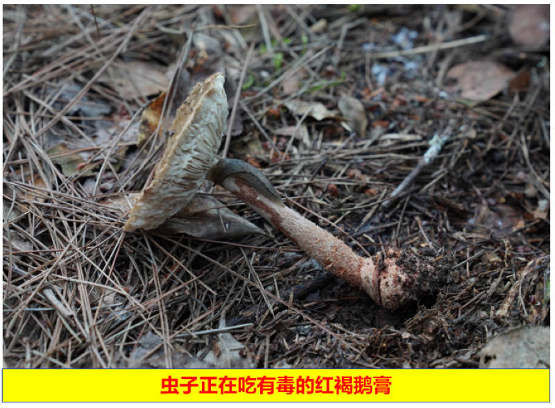 蟲子正在吃有毒的紅褐鵝膏。