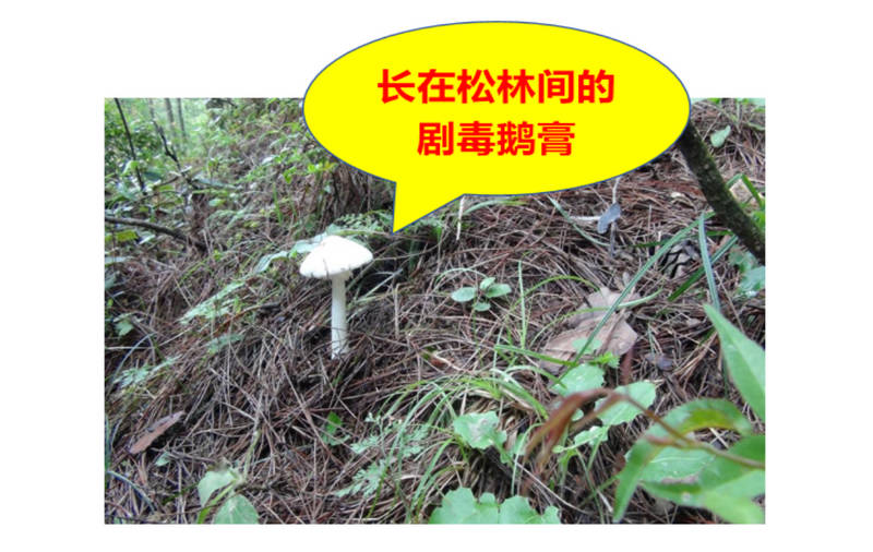 長在松林間的劇毒鵝膏。