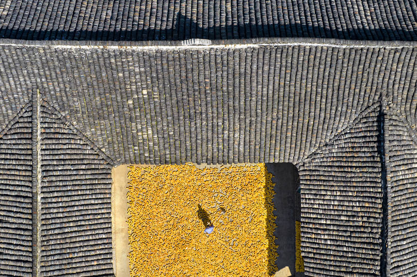 2025年9月1日，貴州省黔西市洪水鎮解放村，農民在晾曬收獲的玉米（無人機照片）。