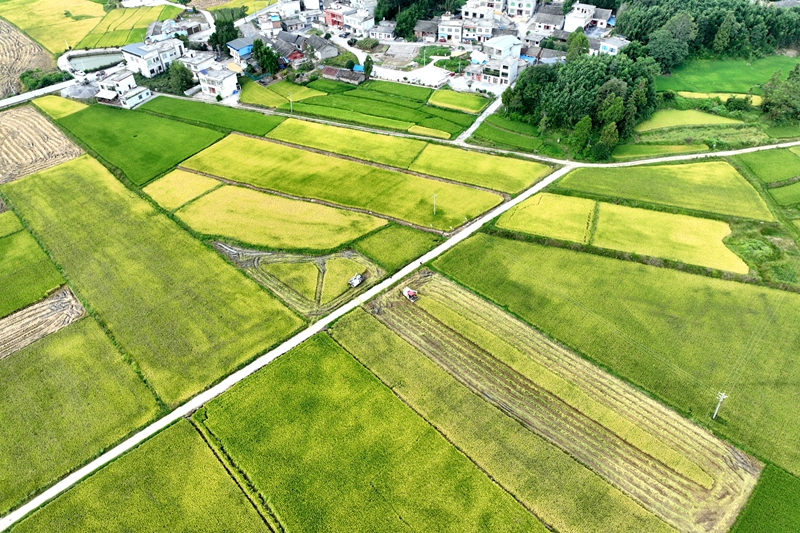 稻浪翻滾谷滿倉！貴州獨山廣袤田疇沃野盡披“黃金甲”。