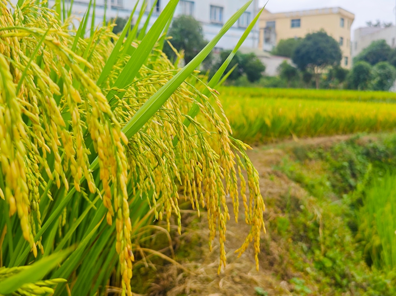 成熟的水稻.jpg