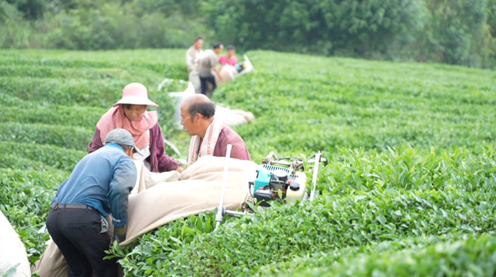 西秀技術(shù)培訓(xùn)激活茶產(chǎn)業(yè)發(fā)展新動(dòng)能。