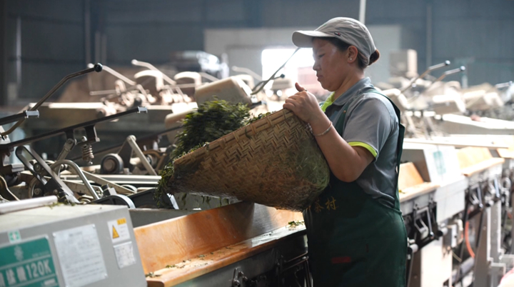 西秀技術(shù)培訓(xùn)激活茶產(chǎn)業(yè)發(fā)展新動(dòng)能。