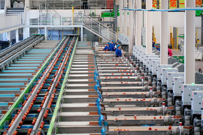 分選線上,剛從格基地運來的蘋果通過各道程序后,分別送到各個包裝平臺。