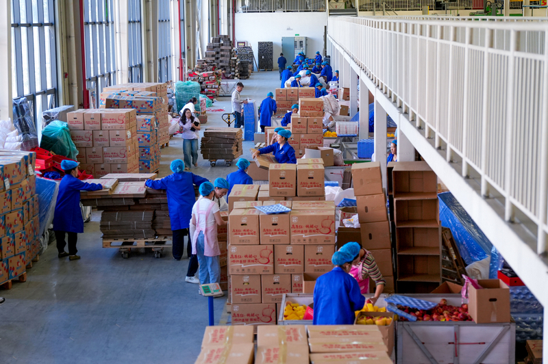 分選線旁,工人正忙著打包蘋果。