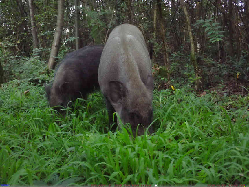 省國有扎佐林場監(jiān)測到野豬。張雷拍攝