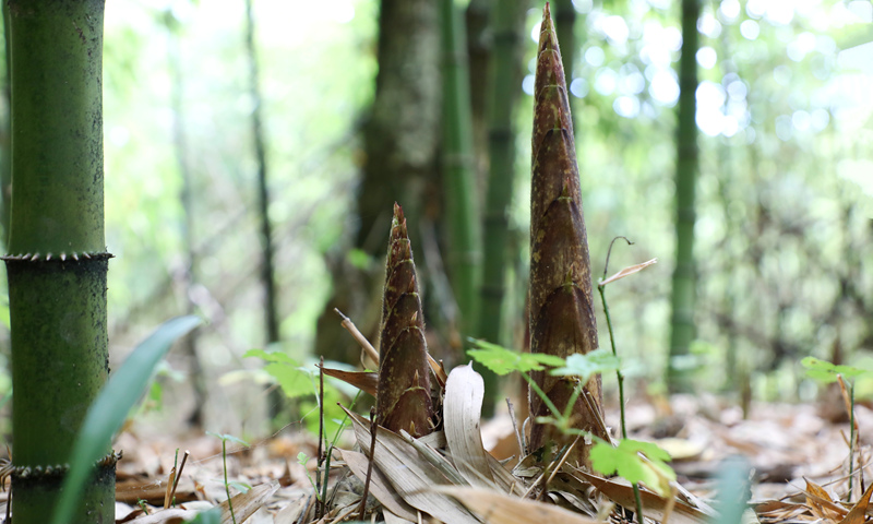 剛出土的方竹筍。陳桂良攝