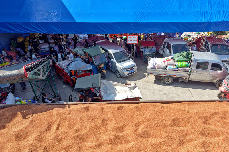 高粱收購點熱鬧非凡。陳桂良攝