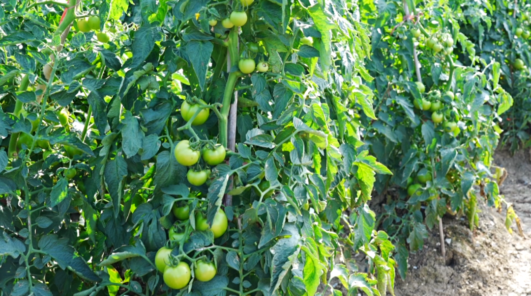 “紅火火”映紅好日子 “綠盈盈”結出致富果。