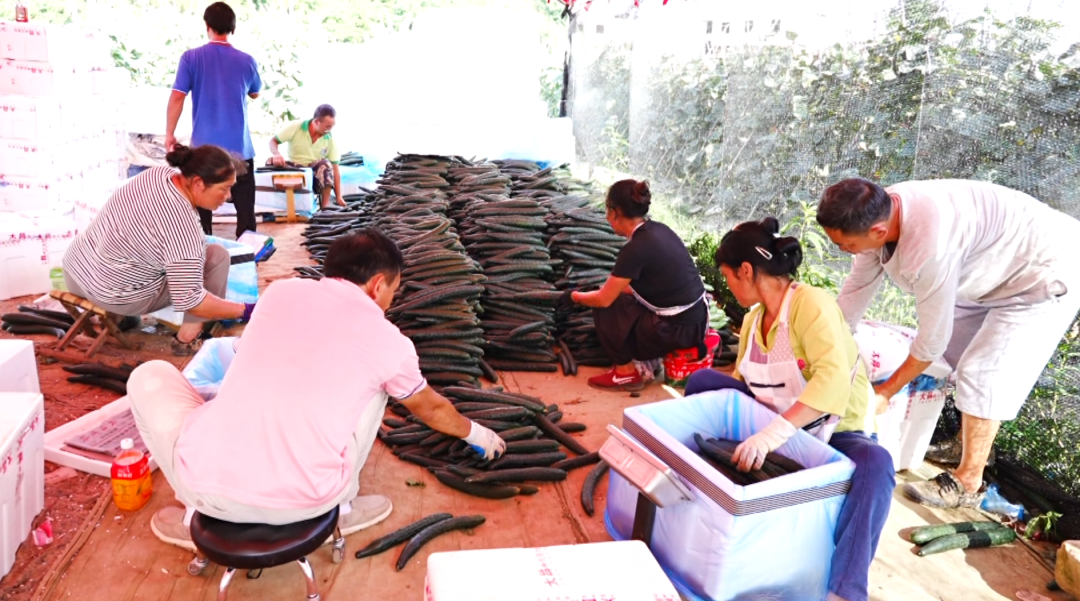 “紅火火”映紅好日子 “綠盈盈”結出致富果。