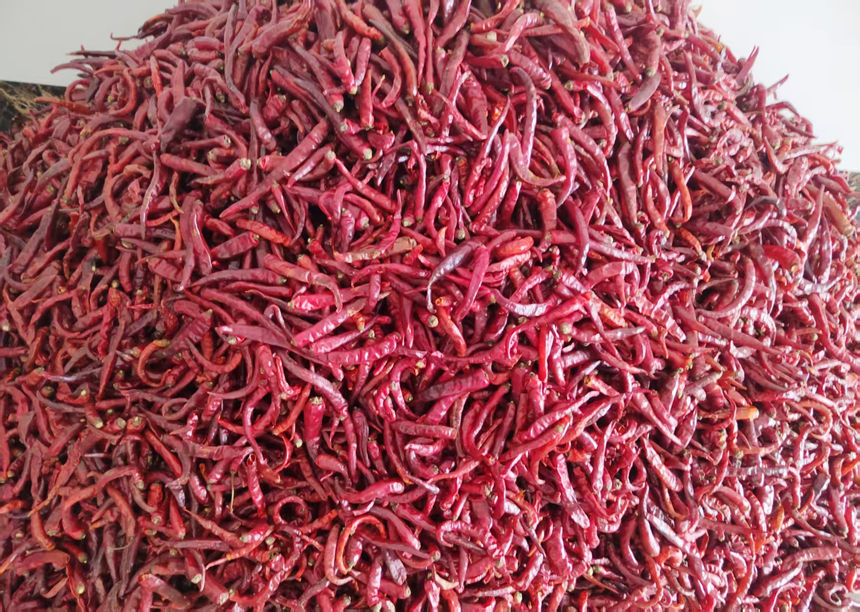 百宜干辣椒。百宜鎮供圖