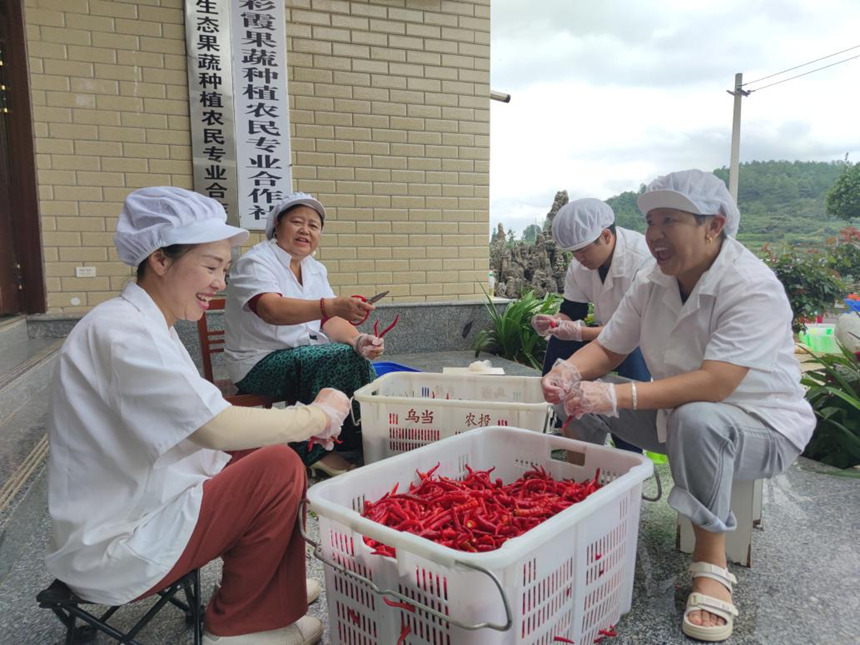 紅旗村“貴陽烏當國霞生態果蔬種植農民專業合作社聯合社”社員在做制作糟辣椒的準備工作。鄢永華攝