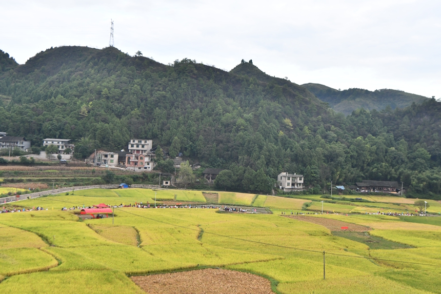 2025年9月13日，貴州省凱里市萬潮鎮馬田村，村民及游客們共赴“豐收宴”。楊仁海攝