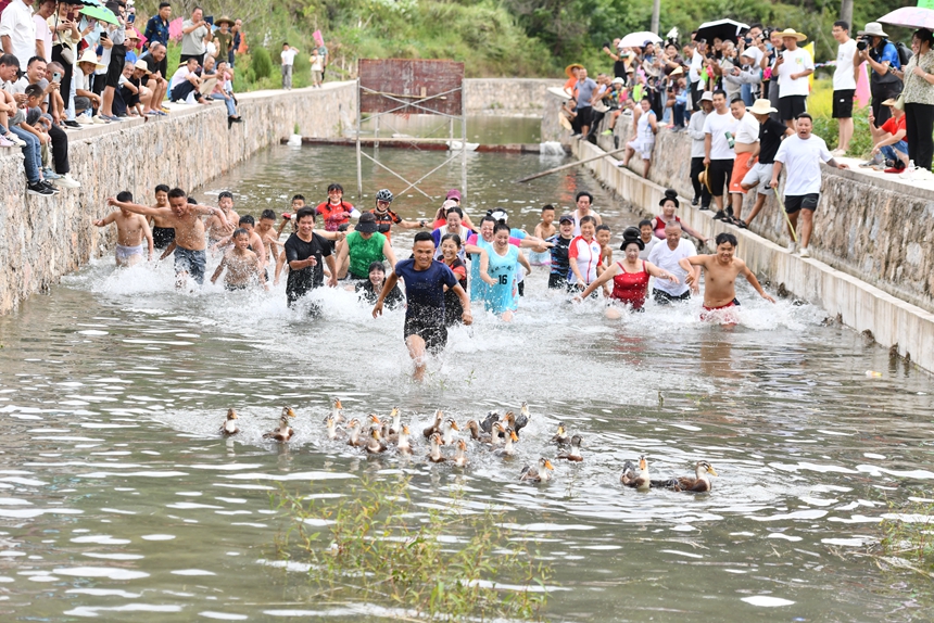 2025年9月13日，貴州省凱里市萬潮鎮(zhèn)馬田村，群眾在水中捉鴨子競(jìng)賽鬧豐收。楊仁海攝