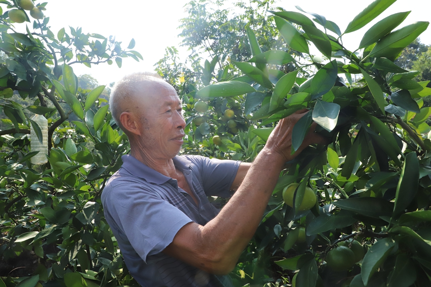 群眾采摘蜜桔.JPG