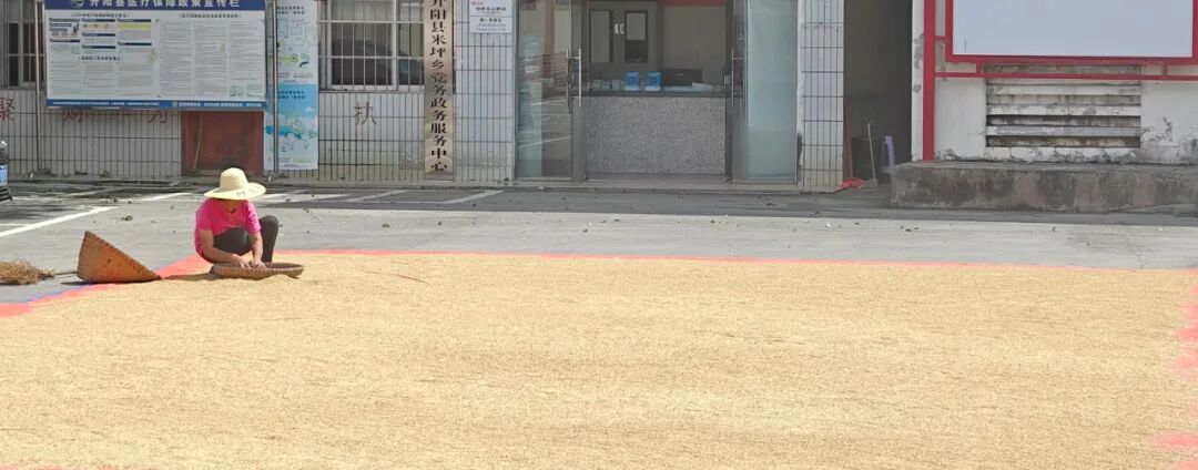 嗮稻谷。