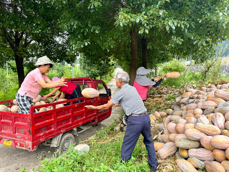 南瓜采收帶動群眾家門口就業。