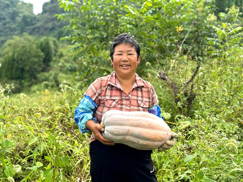 南瓜采收帶動群眾家門口就業。