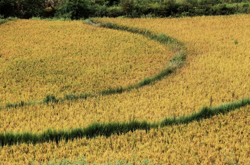 黃 稻谷 (2).jpg