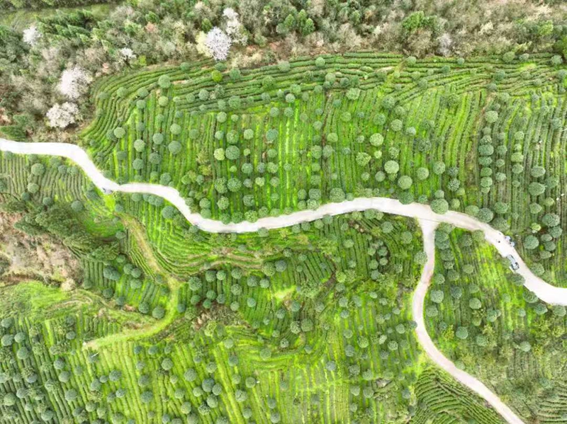 貴州務川:仡鄉(xiāng)山水孕珍味 黔北沃土出佳鮮 (3)