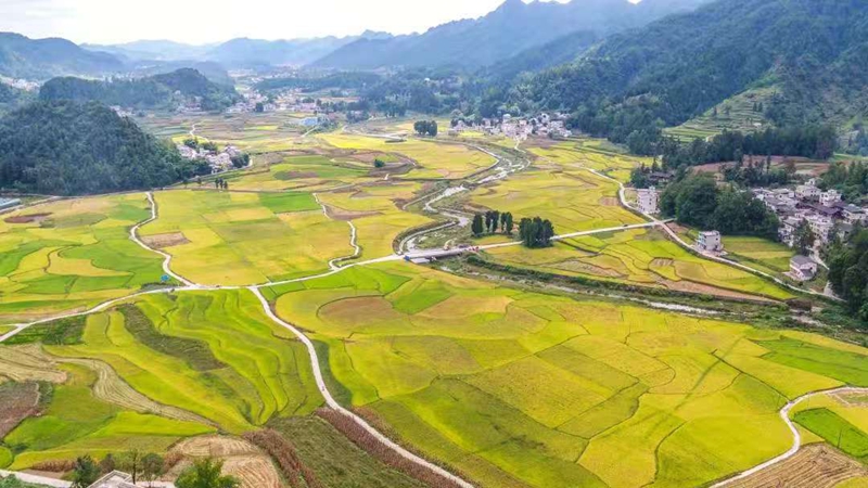 貴州務川:仡鄉(xiāng)山水孕珍味 黔北沃土出佳鮮 (1)