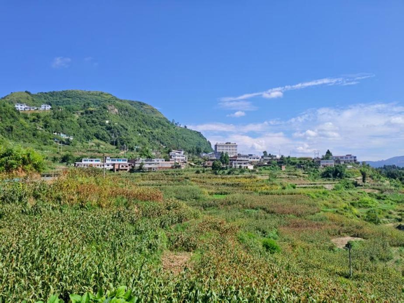 習酒鎮石林村紅粱種植地與村落相映成景。習水融媒體中心供圖