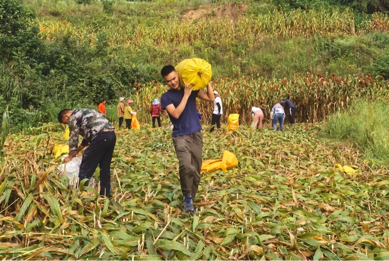 三岔河鎮順江村村民與隊員合力收紅粱。習水融媒體中心供圖