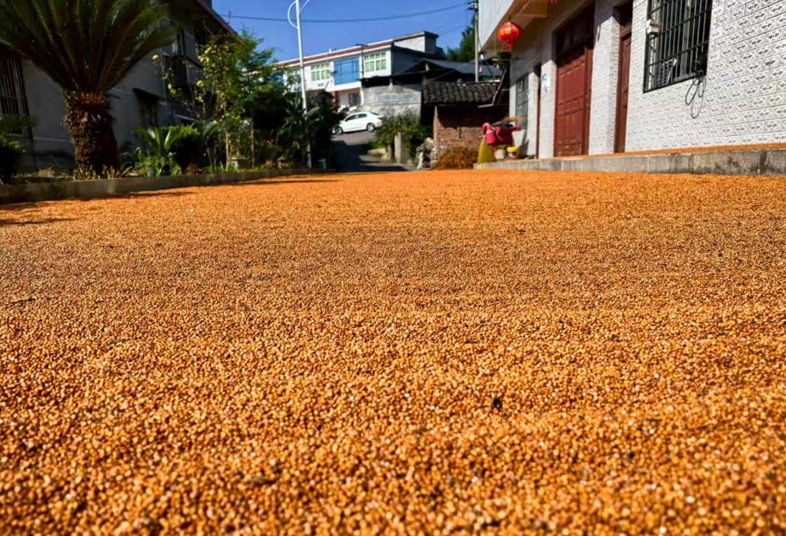 習酒鎮石林村曬壩上，紅粱色澤紅潤待售。