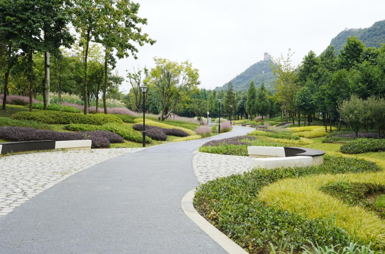 貴州安順虹山湖粉黛進(jìn)入盛花期。