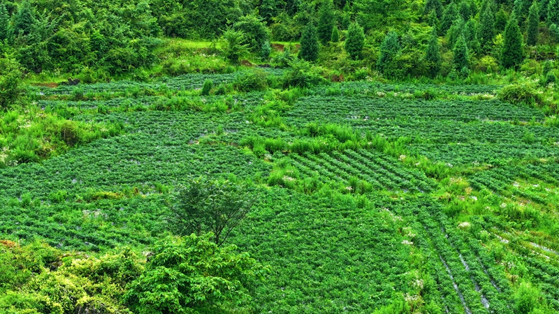 白云山鎮思京村辣椒種植基地。