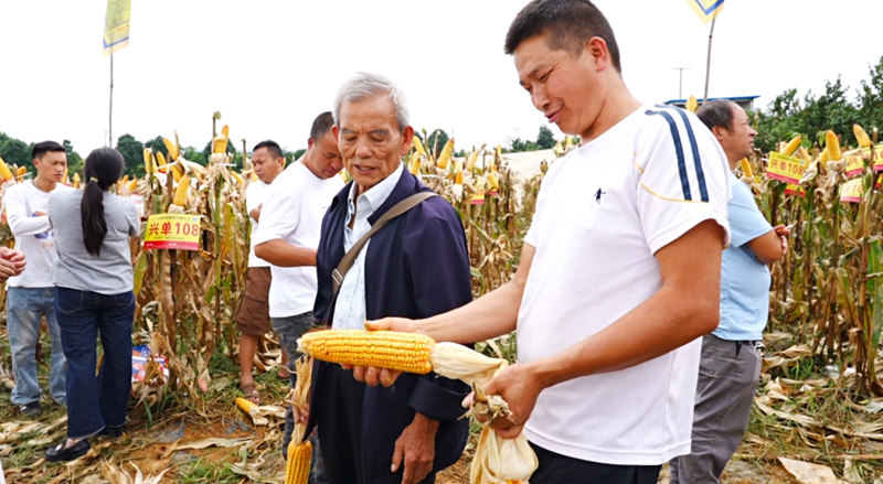 田間地頭選良種 技術培訓促增收。