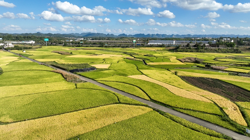 民樂村。