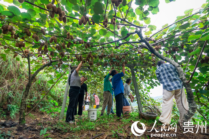 村民在獼猴桃園內采摘達到采摘標準的獼猴桃。人民網記者 涂敏攝