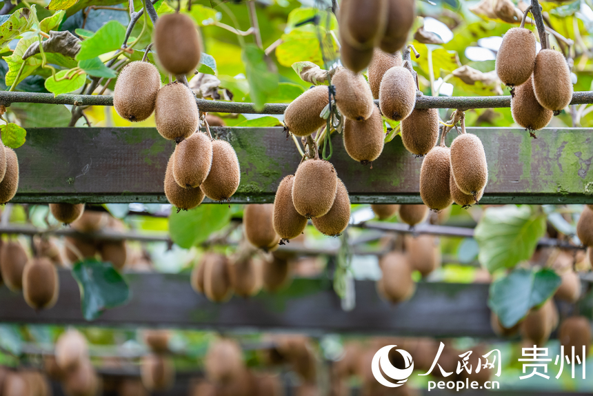 藤蔓上掛滿了即將采摘的獼猴桃。人民網(wǎng)記者 涂敏攝