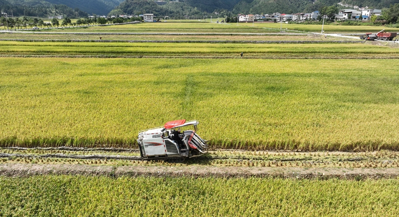 農機手操作農機收割水稻。謝慧芳攝.JPG