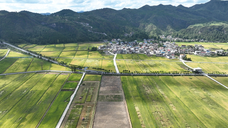 國道352線貫穿水稻高效種植示范基地。謝慧芳攝.JPG