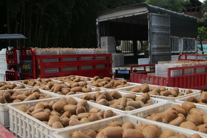 圖為:采摘完已經裝車的獼猴桃(1)