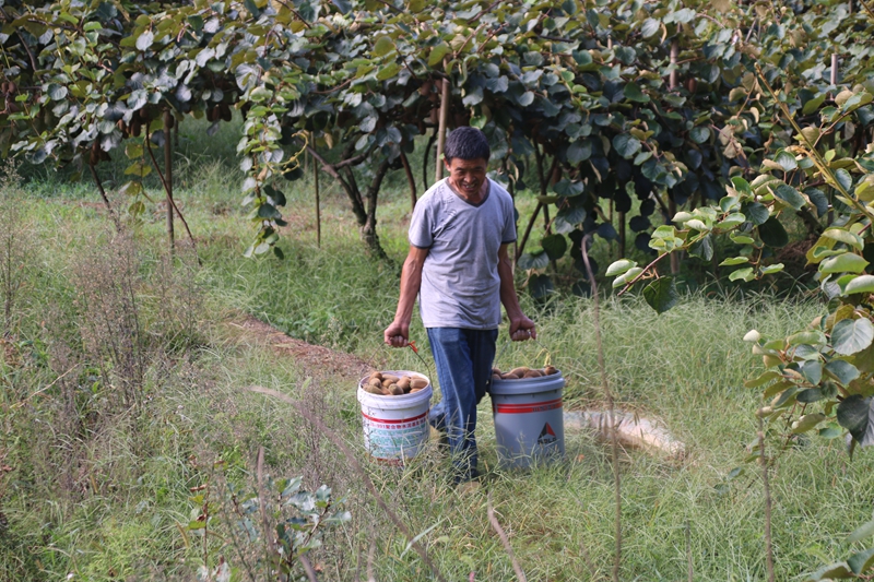 圖為：農戶正在轉運采摘好的獼猴桃