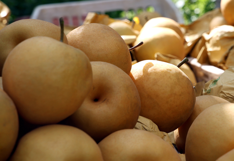 百畝金秋梨喜獲豐收。