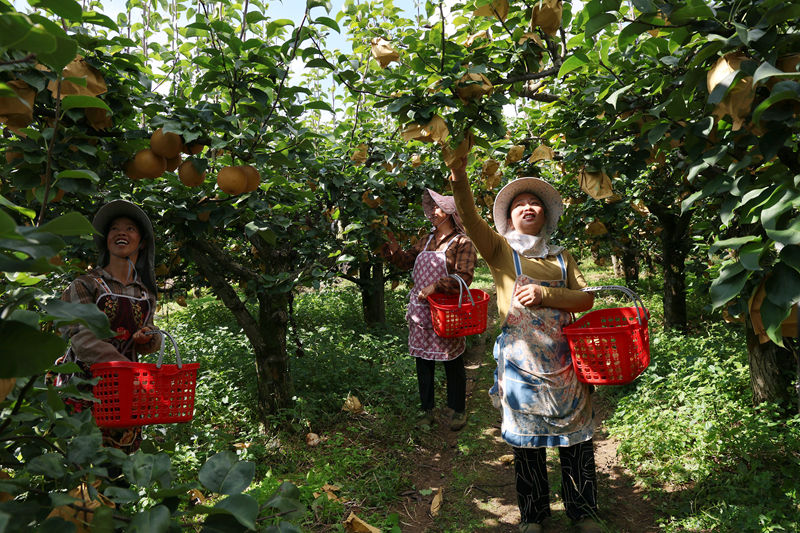 百畝金秋梨喜獲豐收。