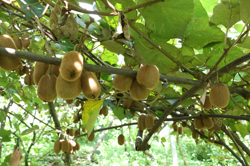 在獼猴桃種植基地里，一串串飽滿圓潤的獼猴桃掛滿枝頭。