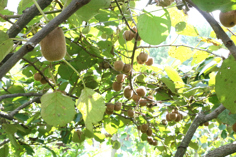 在獼猴桃種植基地里，一串串飽滿圓潤的獼猴桃掛滿枝頭。