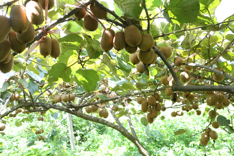 在獼猴桃種植基地里，一串串飽滿圓潤的獼猴桃掛滿枝頭。