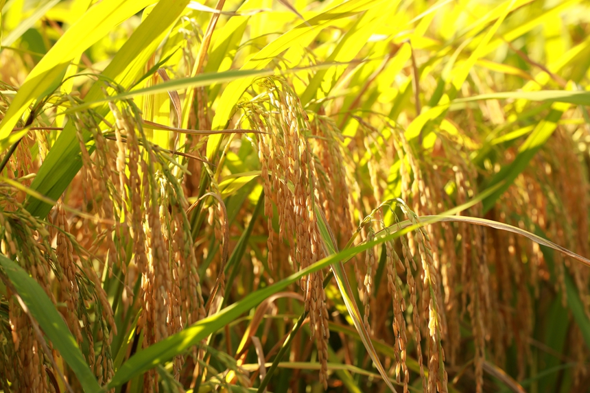 顆粒飽滿的稻谷。