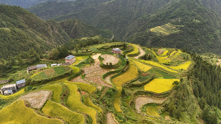 敏洞鄉平鳥愛心梯田。