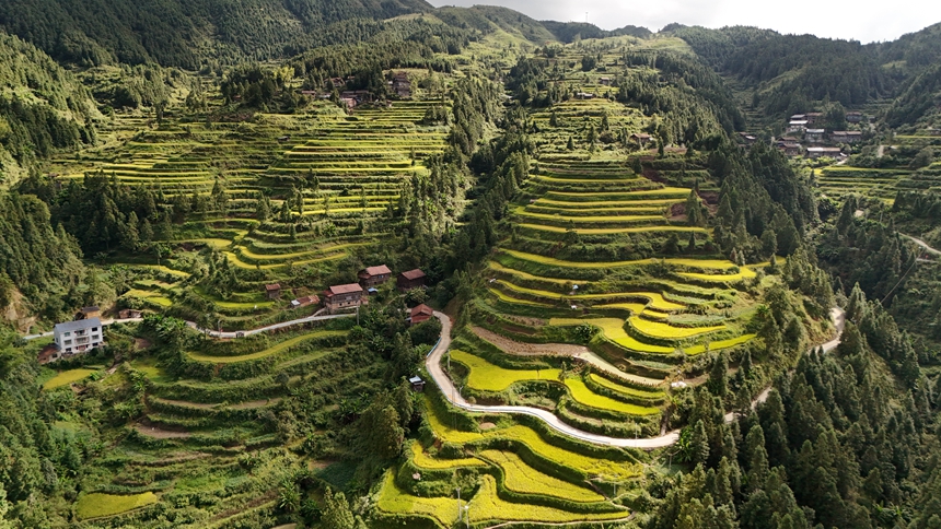 南寨九社梯田。