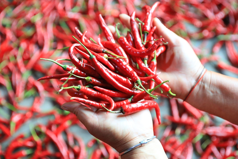 村民查看正在晾曬的朝天椒。聶晶梅 攝