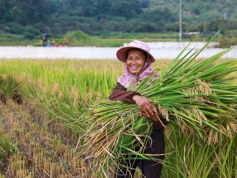 群眾在黔東南州從江縣貫洞鎮(zhèn)貫洞村收割稻谷。梁輝波 攝 
