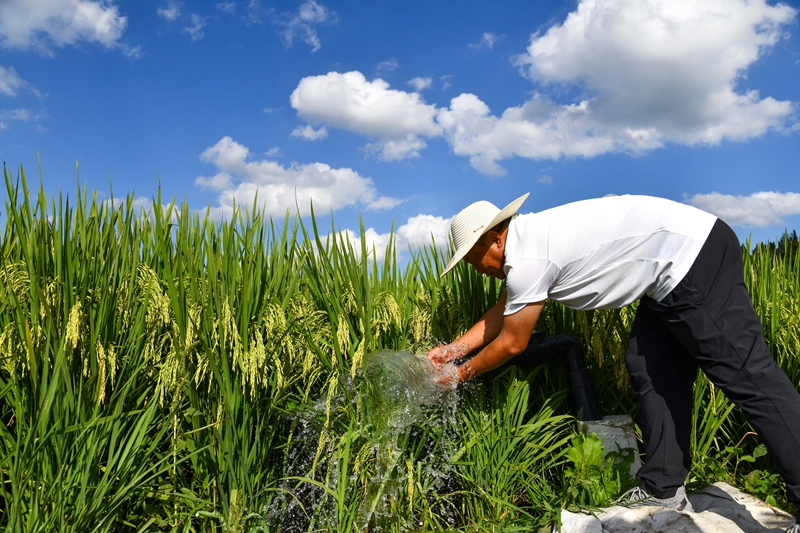 村民在安順市平壩區(qū)平壩十字中型灌區(qū)田間查看來水情況。潘希來 攝.JPG